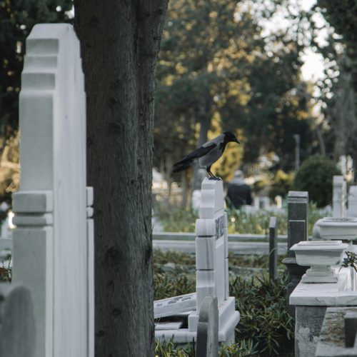 Fotografía de un cementerio con tumbas hechas de mármol. En una de ellas hay un pájaro posado.